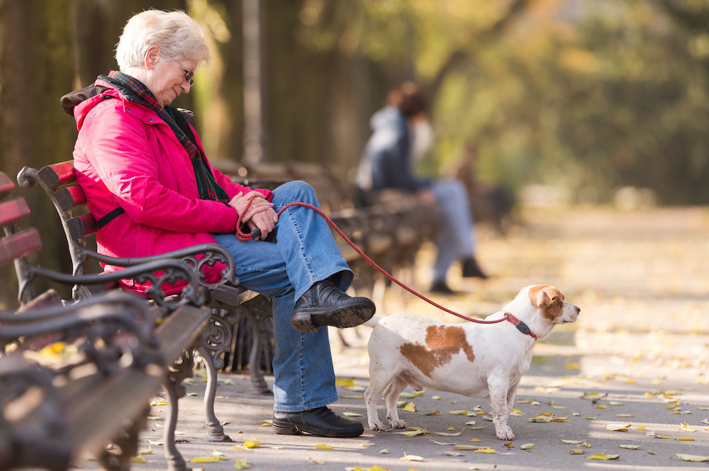 Senior pet sitting a dog